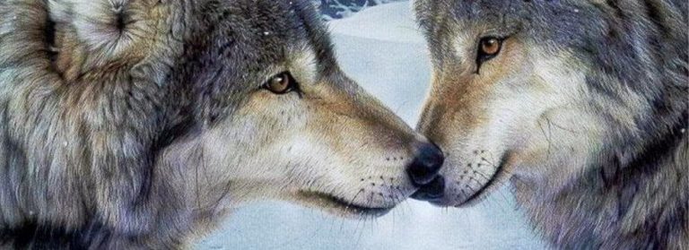 Lees meer over het artikel De kus van de wolf