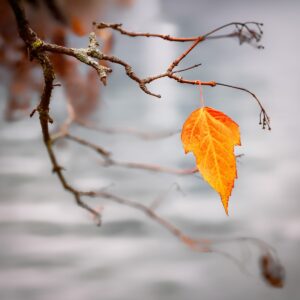 orange leaf