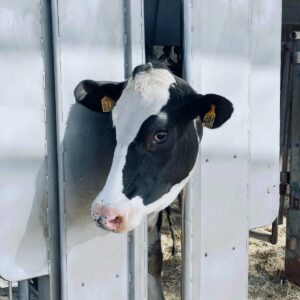 white and black cow in cage