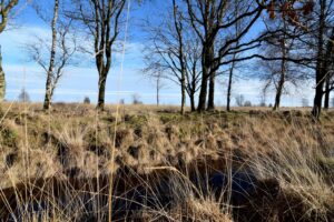 a field with tall grass and trees in the background