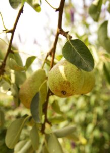 green pears