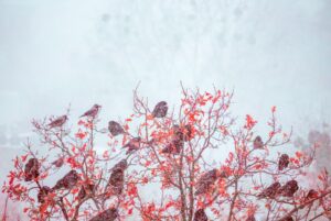 birds perched on red leafed tree branches