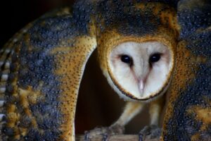 A close-up of a barn owl with wings spread