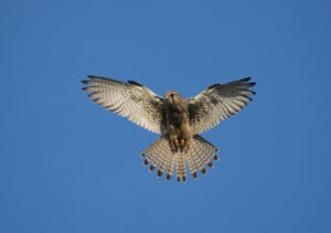 a large bird flying through a blue sky