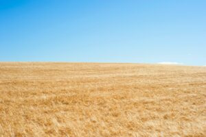 rice field during daytime